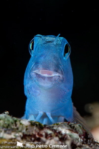 Blue blenny by Pietro Cremone 